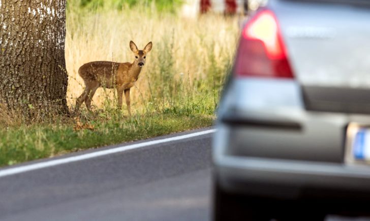 動物との接触事故は車両保険で補償される【鹿・犬・猫】