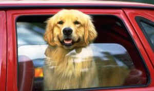車に犬を乗せるときの注意点・準備したいグッズ