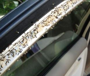 車内に蟻が侵入・大量発生したときの対策や駆除方法