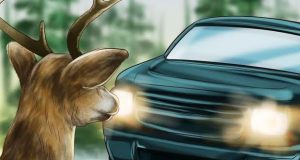 動物との接触・衝突事故で自動車保険は使えるのか