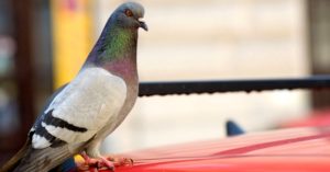 車についた鳥のフンやシミの落とし方・対策